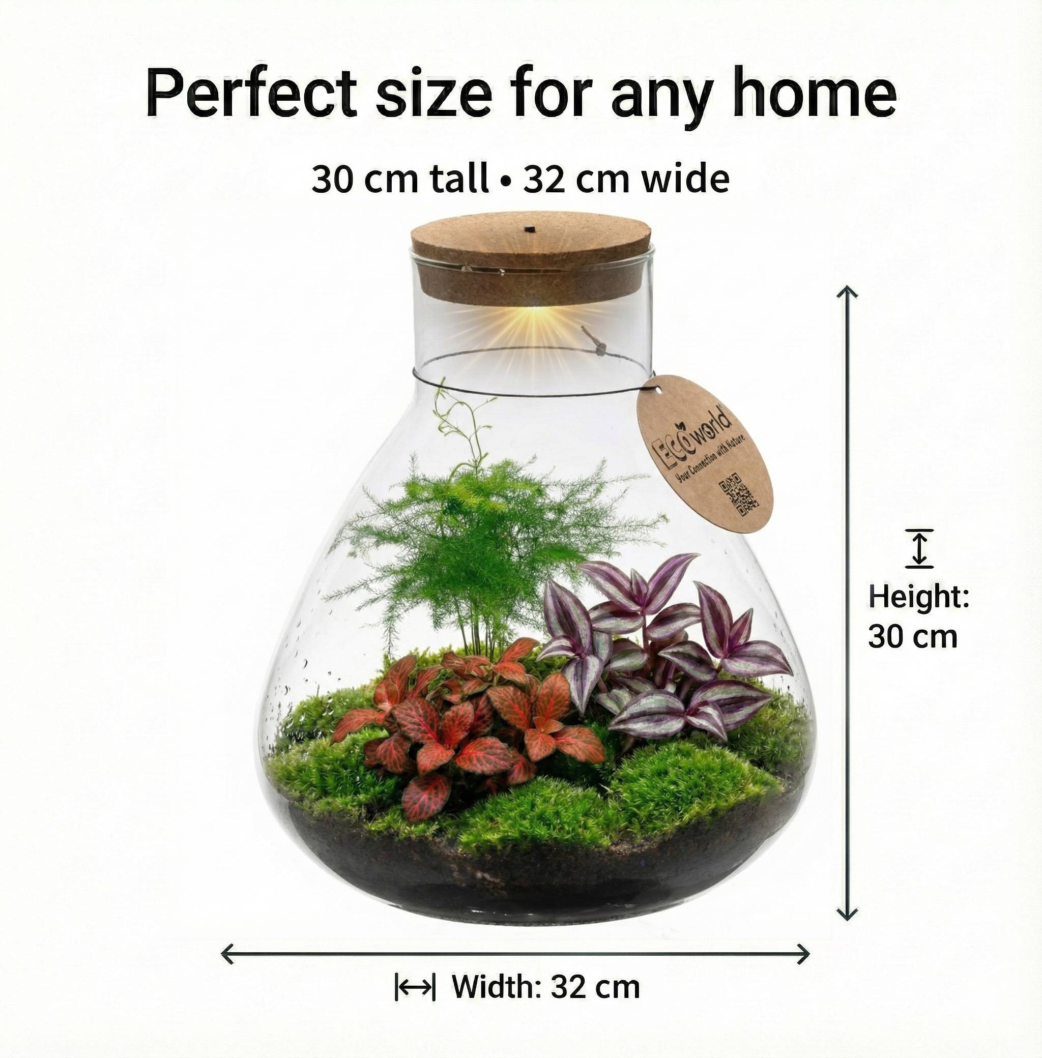 0 - Terrarium de Plantes Ø30 cm - Écosystème - Verre - DIY - Image 6