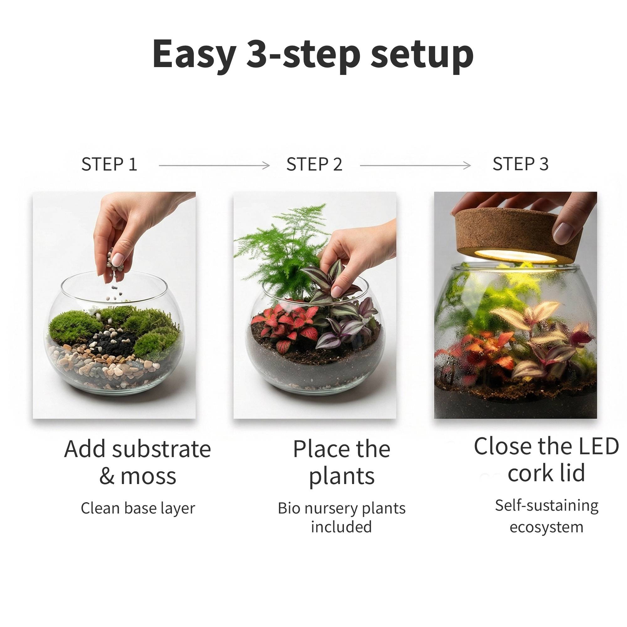 0 - Terrarium de Plantes Ø30 cm - Écosystème - Verre - DIY - Image 7