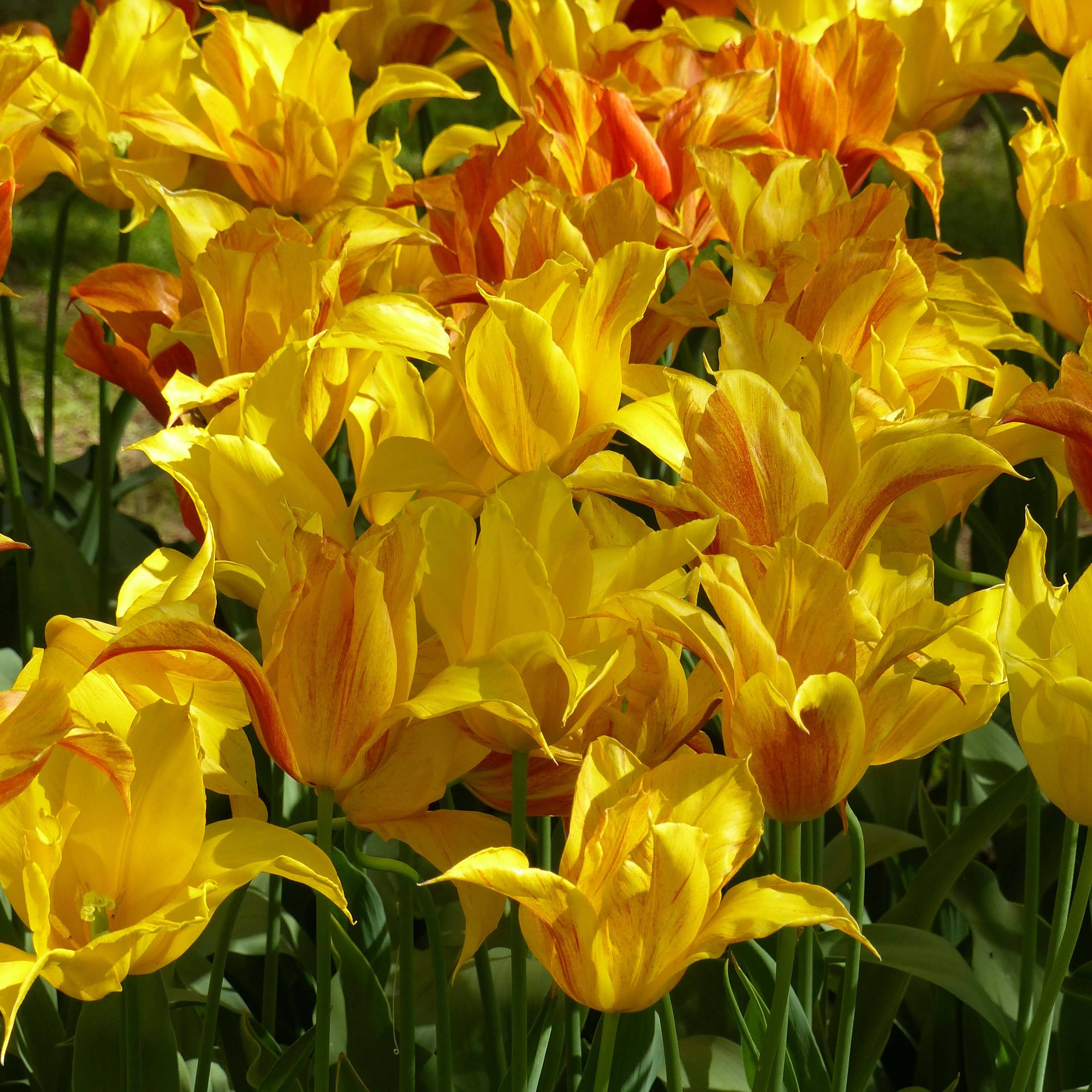 Promesse de Fleurs - Tulipe Fleur de lys Vendée Globe Bulbe calibre 11/12 (par 6)