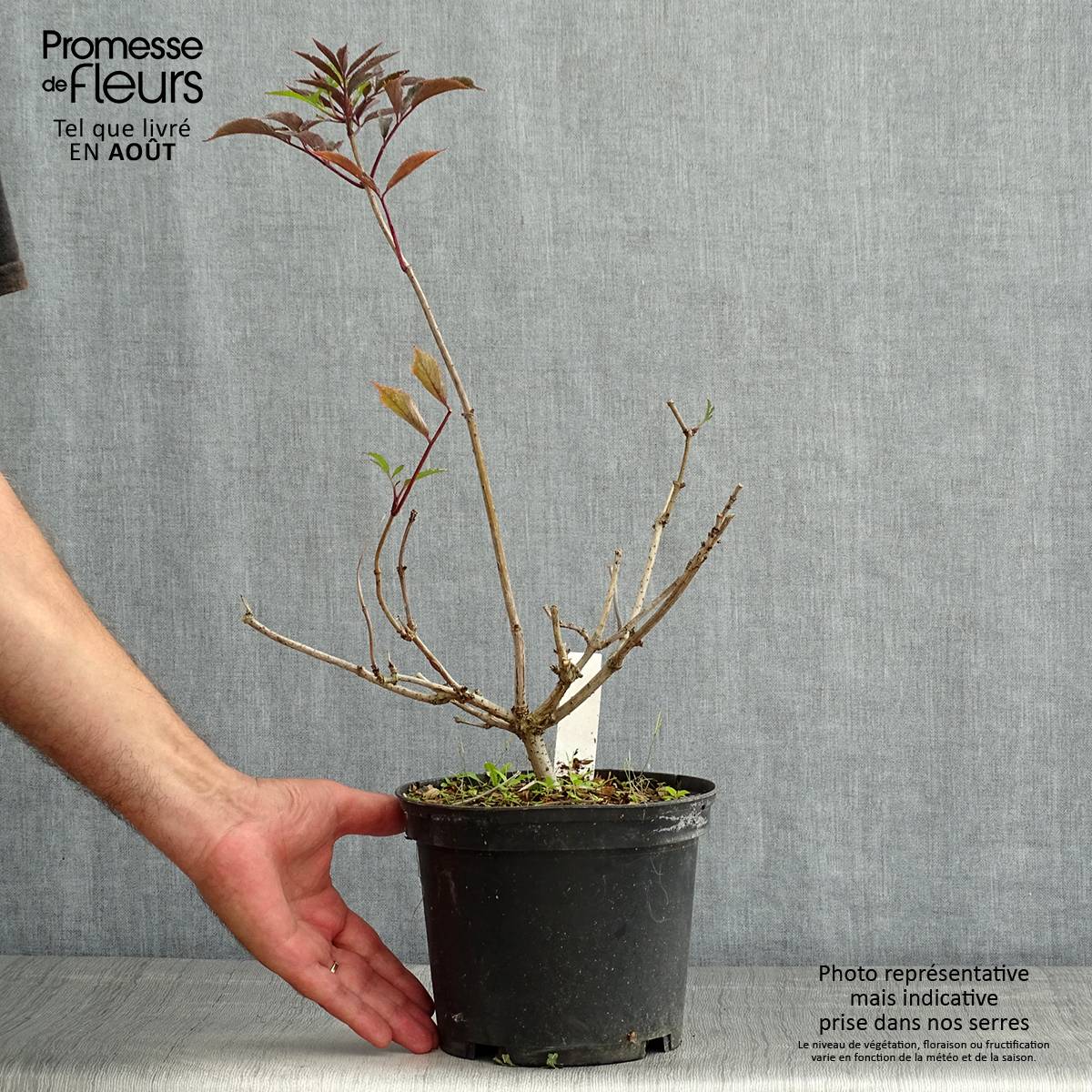 Sambucus nigra Thundercloud - Sureau noir Pot de 3L/4L - Image 2