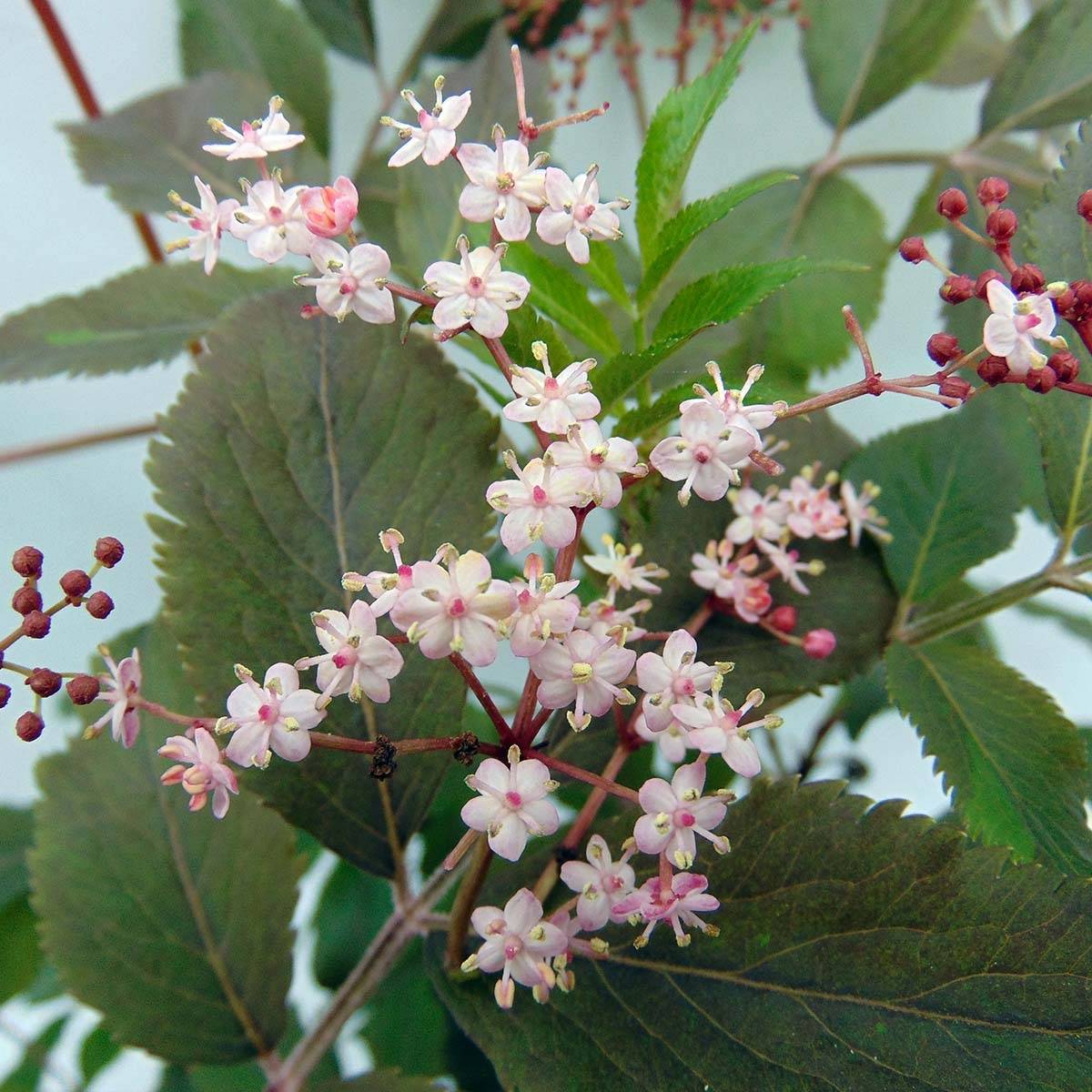 Sambucus nigra Thundercloud - Sureau noir Pot de 3L/4L - Image 1