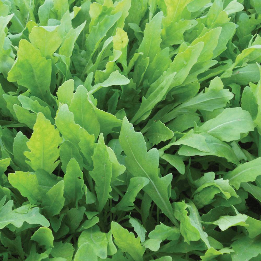 Roquette sauvage Wildfire le sachet de 1000 graines environ (0,3g)