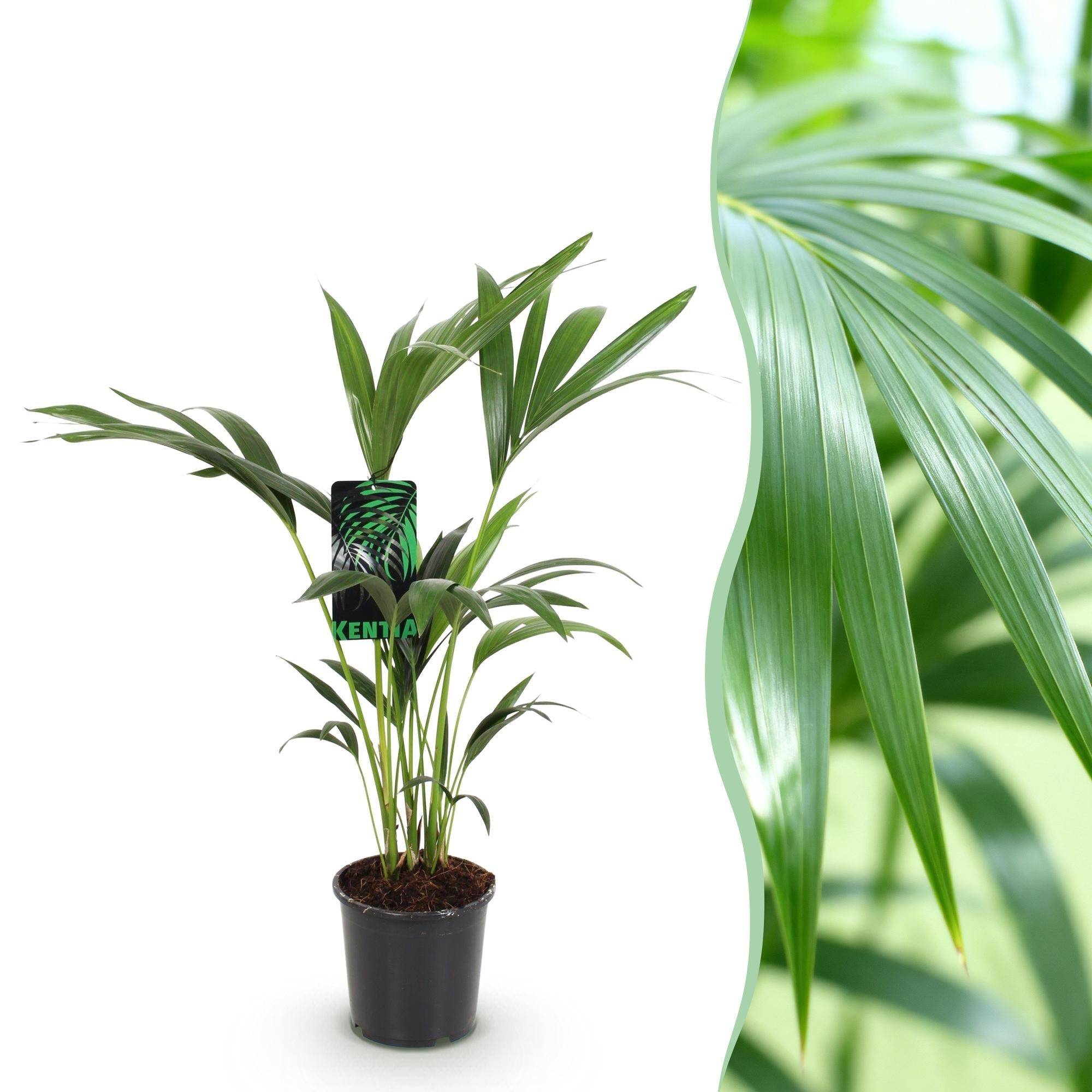 Howea Forsteriana Kentia Palm - D17 H75cm - Image 3