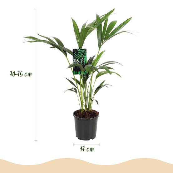 Howea Forsteriana Kentia Palm - D17 H75cm - Image 2