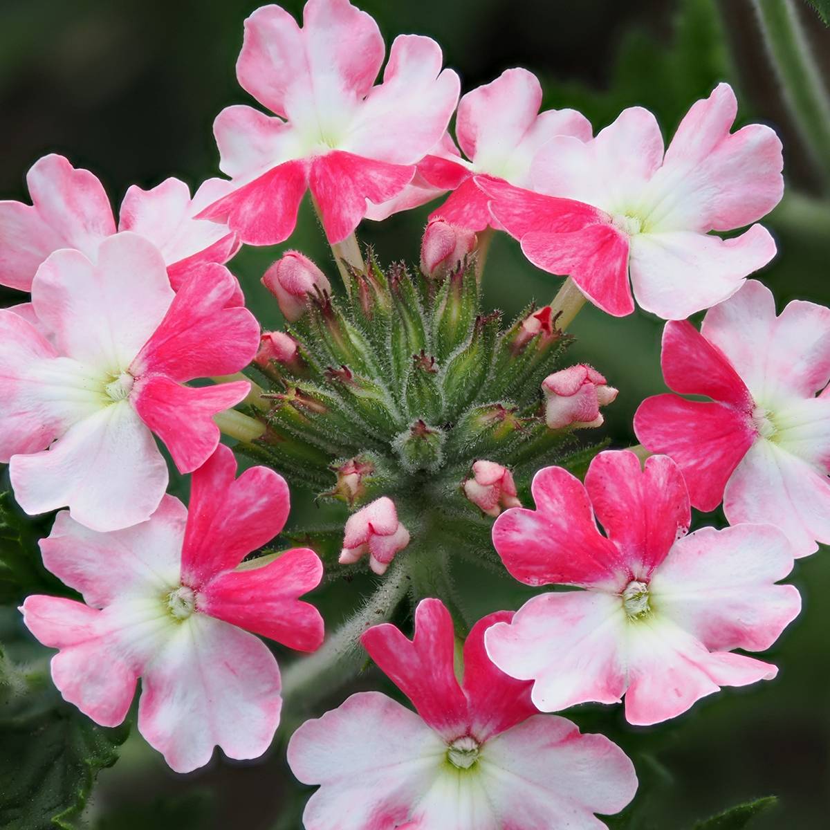Promesse de Fleurs - Verveine Pink Parfait Godet de 8/9 cm