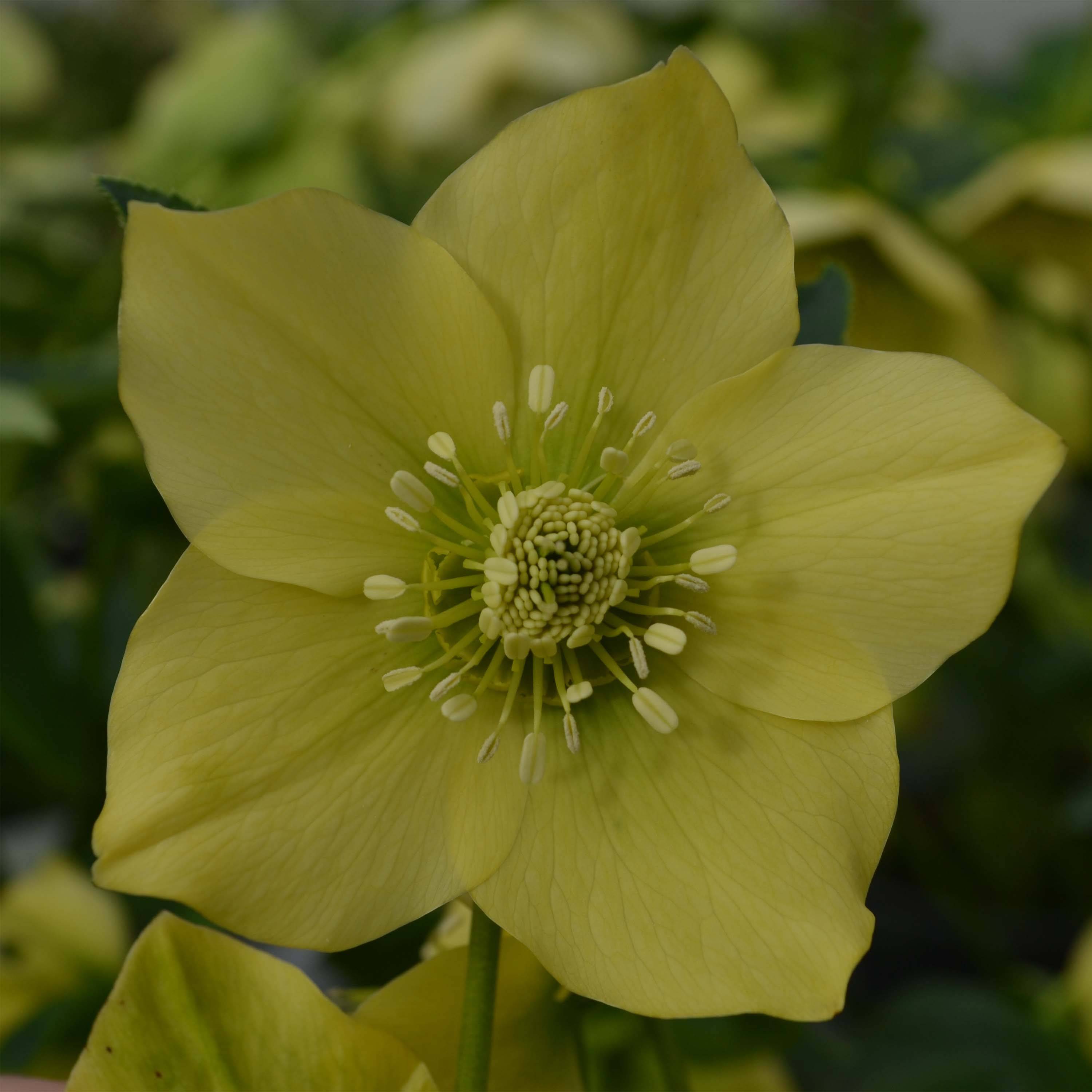 Promesse de Fleurs - Hellébore orientale Jaune Pot de 2L/3L