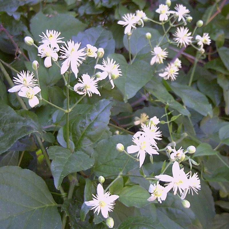 Clématite vitalba, Clématite des haies à fleurs Blanche - feuillage Caduc - Godet - 5/20 cm-  hauteur à maturité De 5,00 m à 10,00 m - Image 5