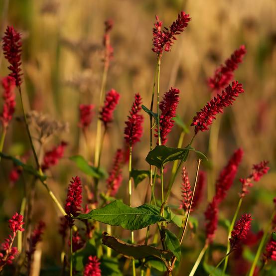 Renouée - Persicaria amplexicaulis Vesuvius Godet de 8/9 cm