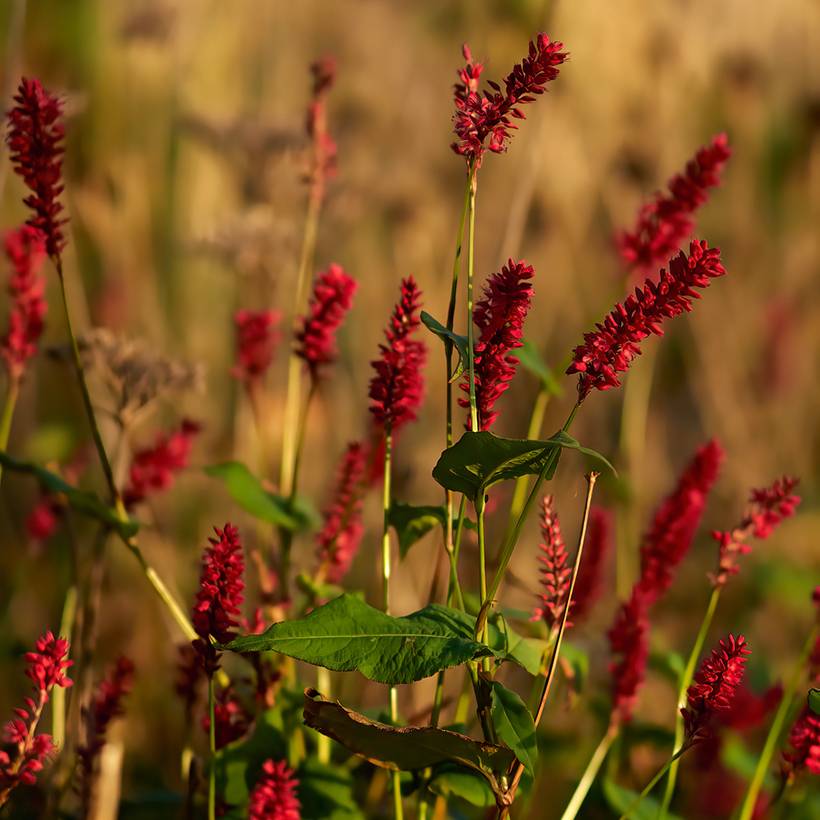 Renouée - Persicaria amplexicaulis Vesuvius Godet de 8/9 cm
