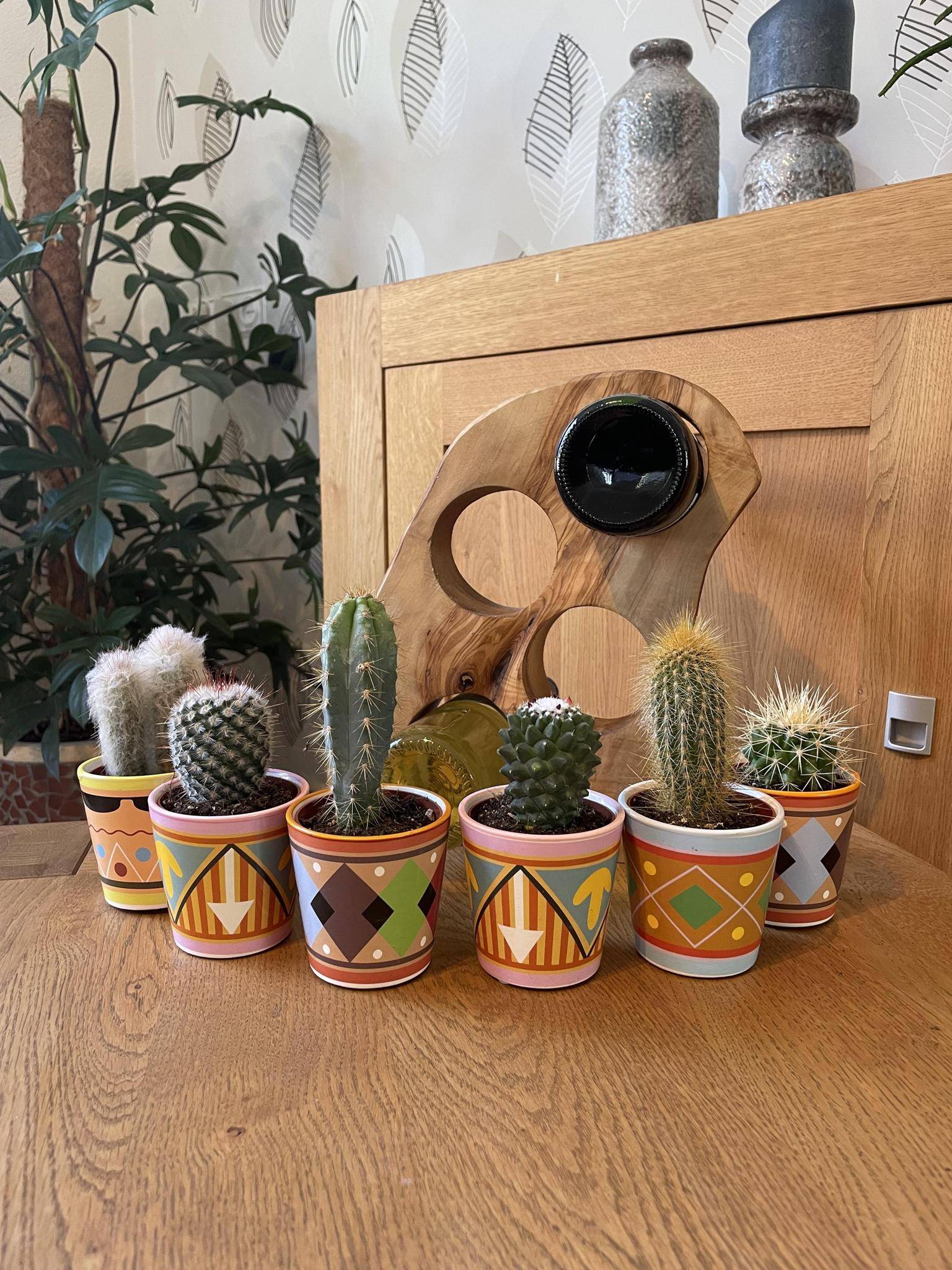 Ensemble de 6 Cactus - Collection Picaso- La Green Touch - Image 2