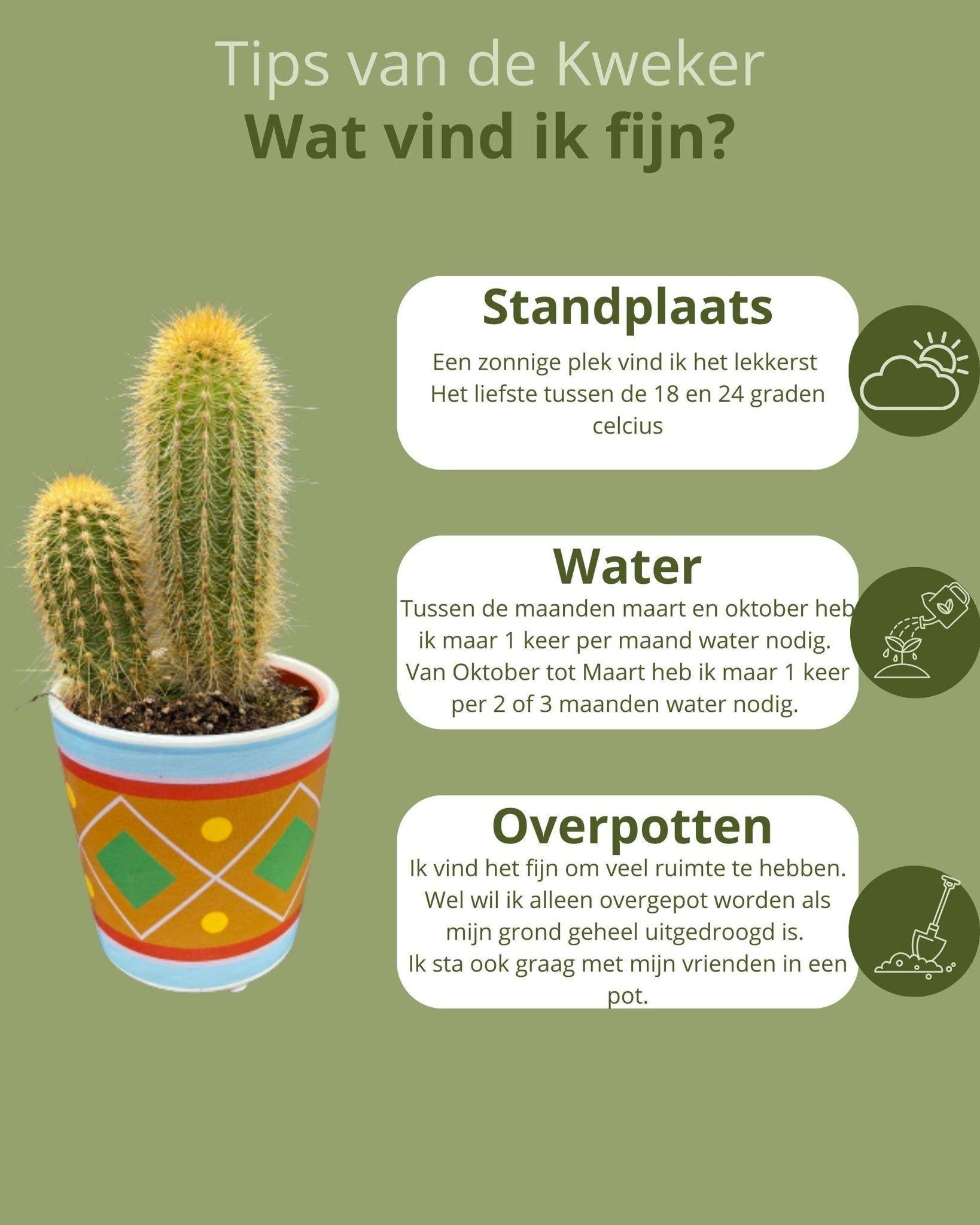 Ensemble de 6 Cactus - Collection Picaso- La Green Touch - Image 5