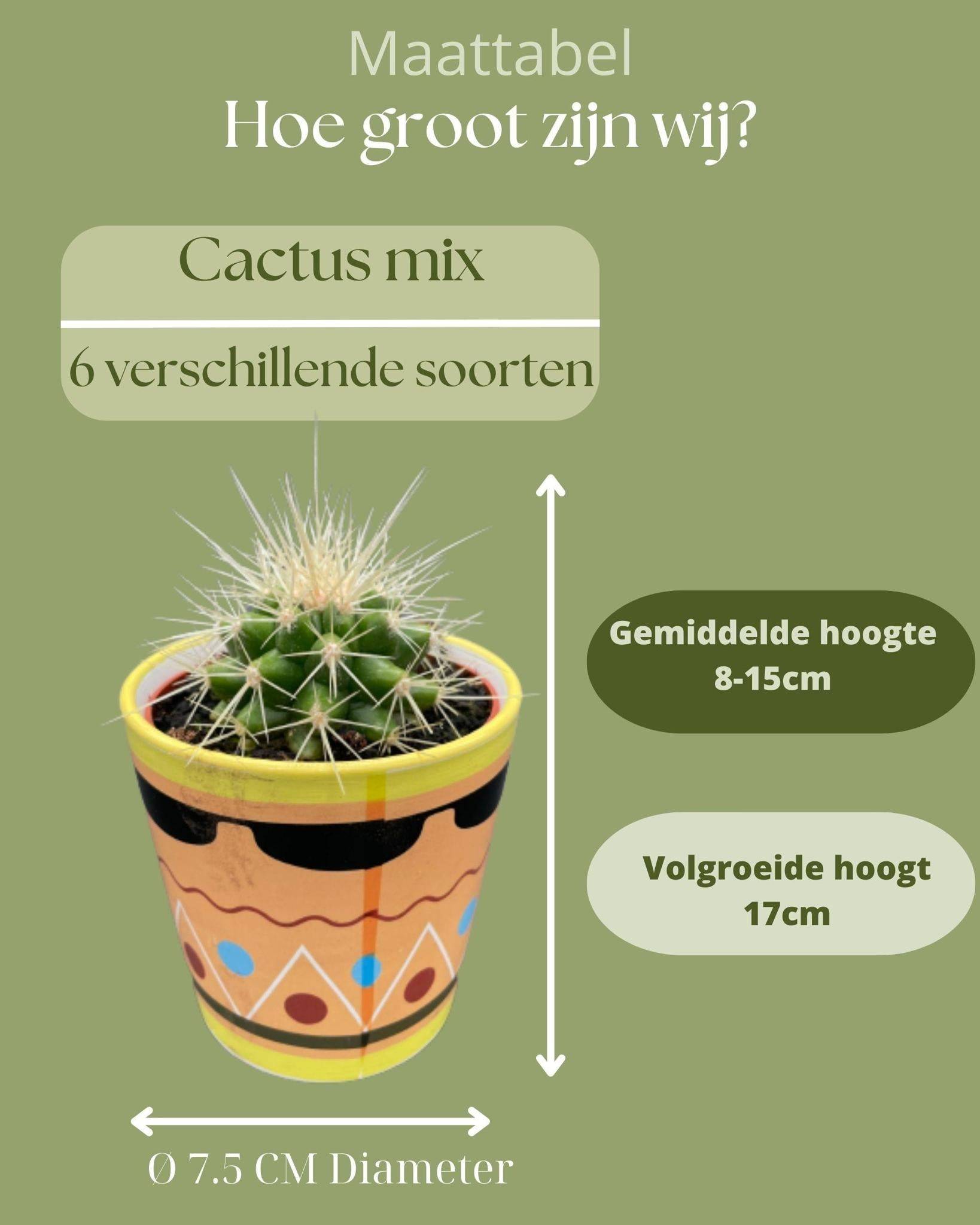 Ensemble de 6 Cactus - Collection Picaso- La Green Touch - Image 4