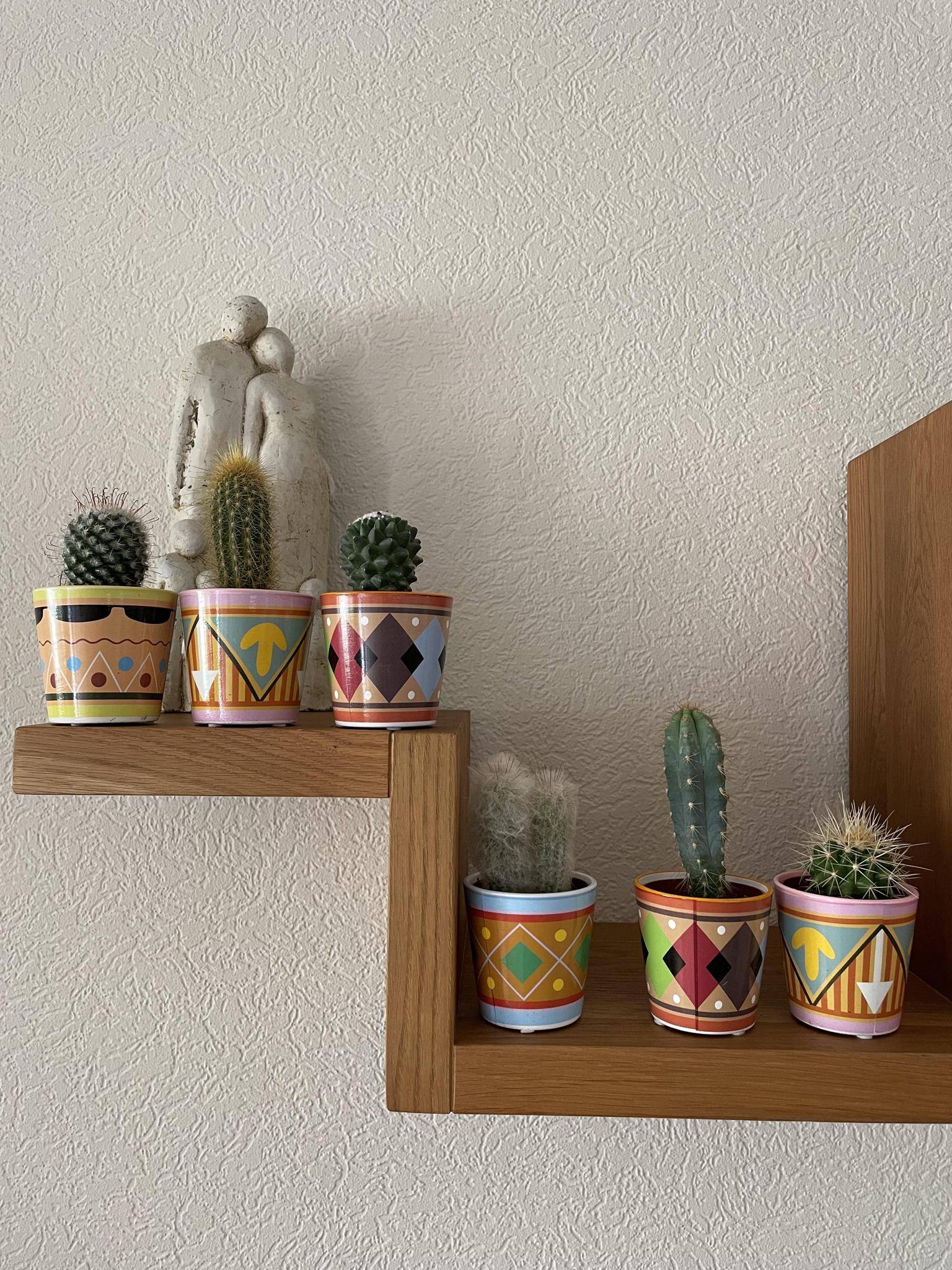 Ensemble de 6 Cactus - Collection Picaso- La Green Touch - Image 3
