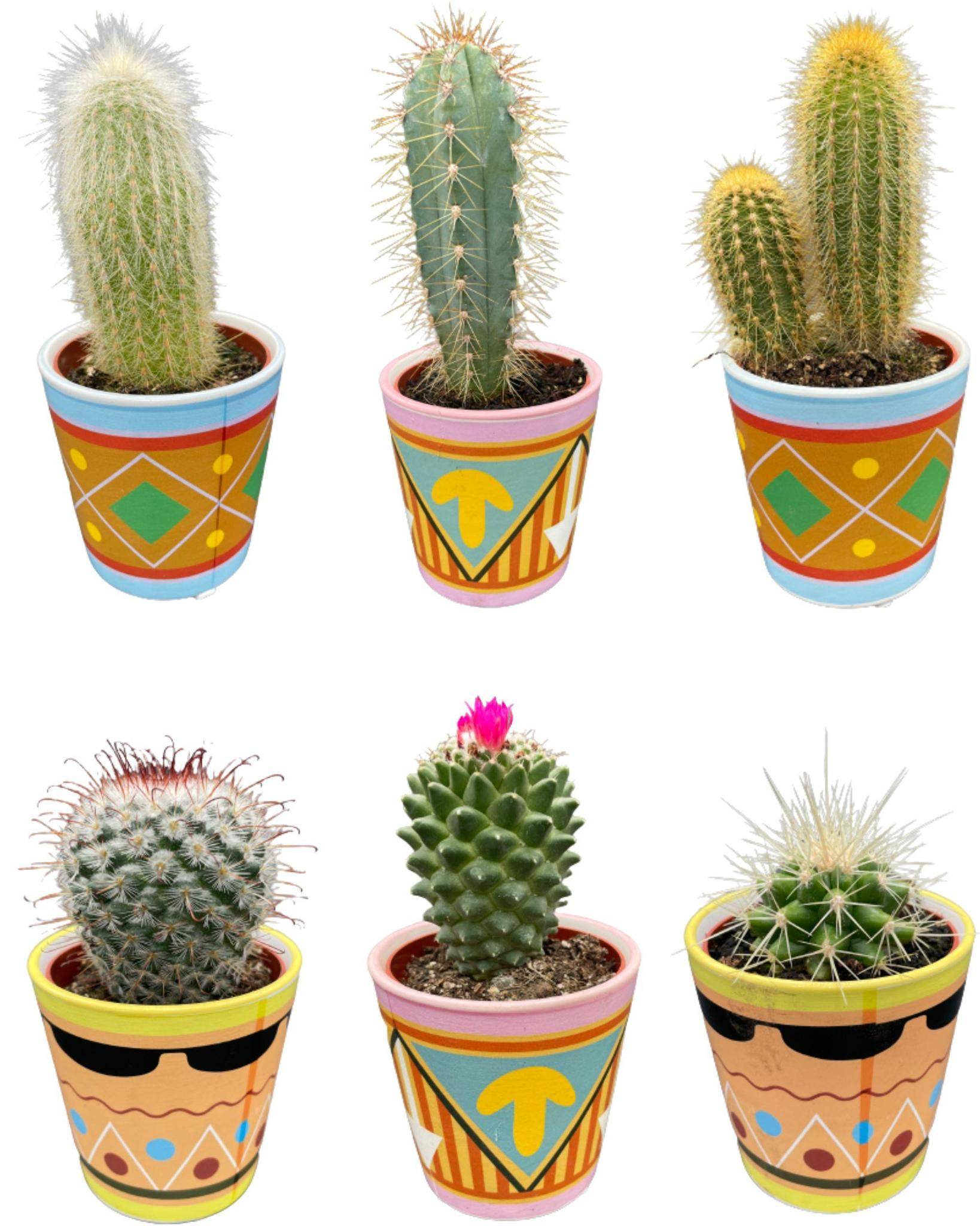 Ensemble de 6 Cactus - Collection Picaso- La Green Touch