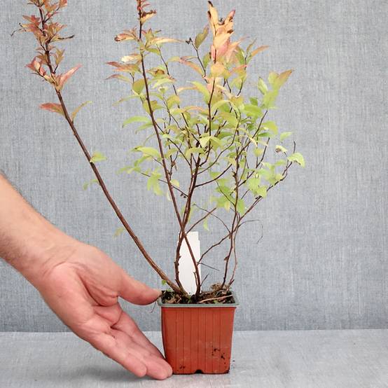 Spirée japonaise Firelight- Spiraea japonica Godet de 8/9 cm - Image 2