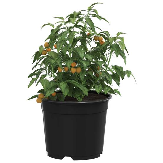 Lot de 100 Pots de Culture Plastique pour Semis Intérieur Extérieur Drainage 10x8 cm Noir - ComfortXL Outdoor Living - Image 3