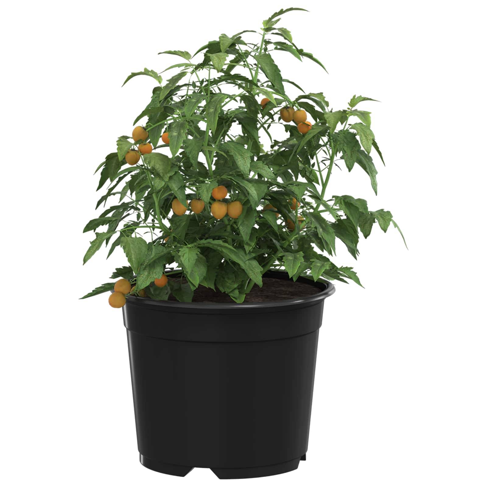 Lot de 100 Pots de Culture Plastique pour Semis Intérieur Extérieur Drainage 10x8 cm Noir - ComfortXL Outdoor Living - Image 3