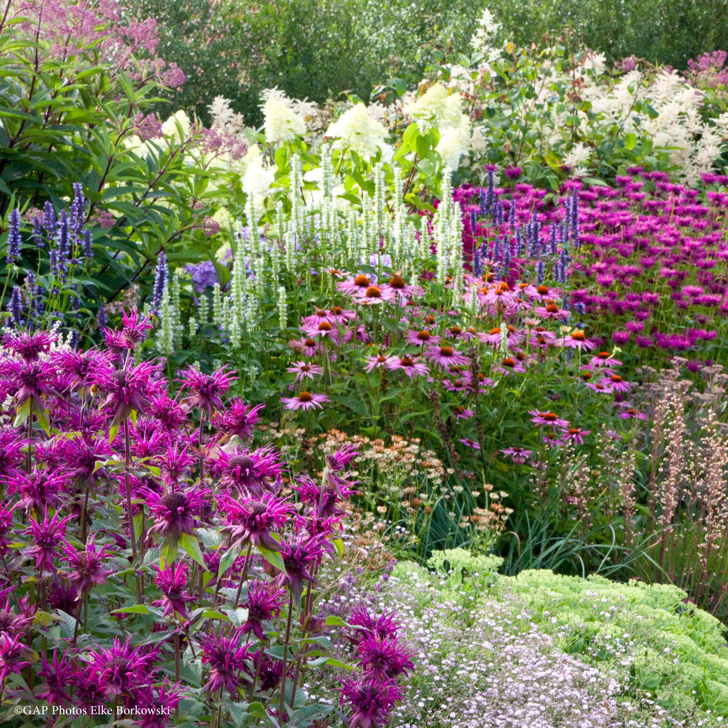 Promesse de Fleurs - Massif estival - Collection de 10 plantes - Image 1