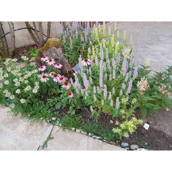 Promesse de Fleurs - Massif estival - Collection de 10 plantes - Image 2
