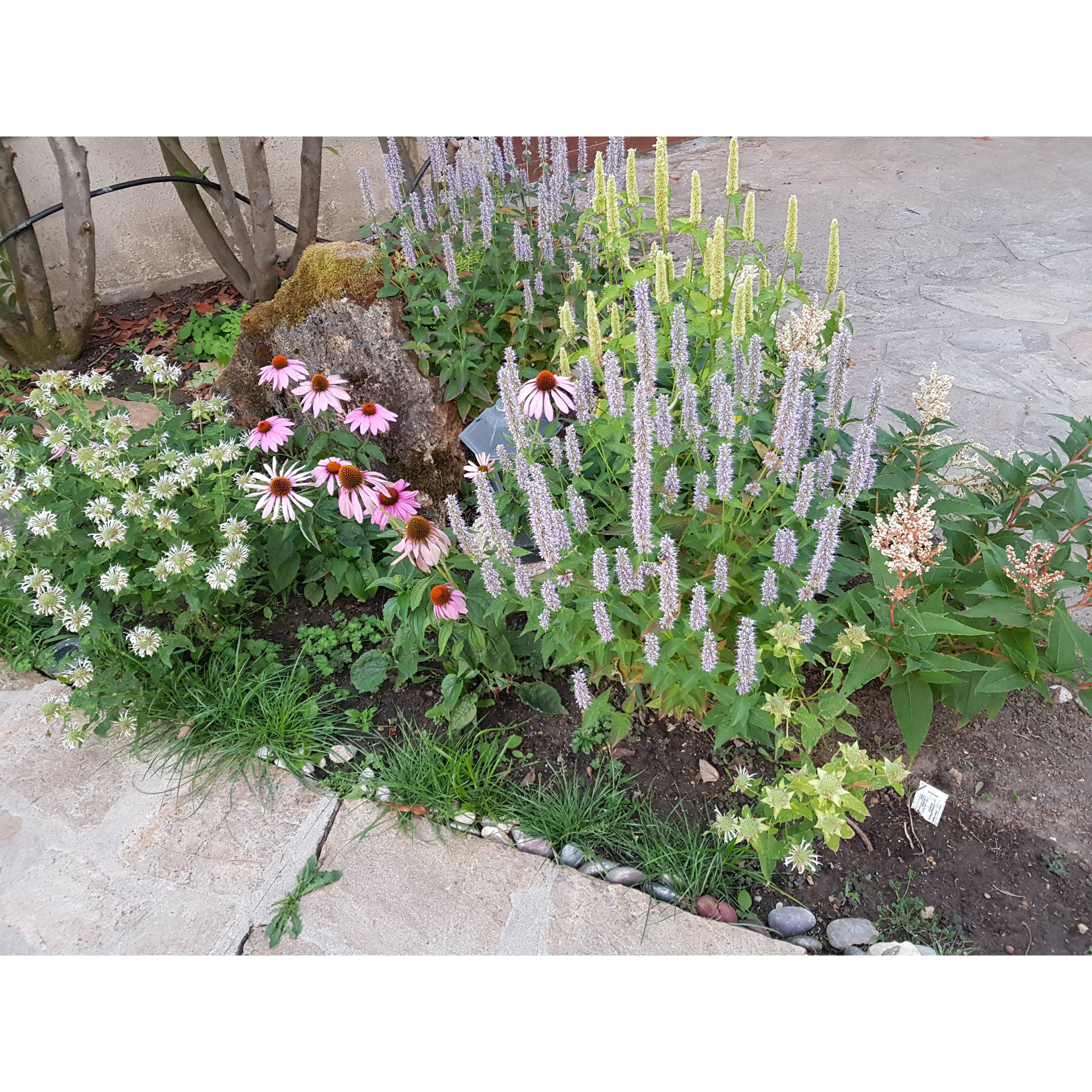 Promesse de Fleurs - Massif estival - Collection de 10 plantes - Image 2