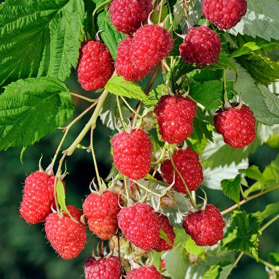 Framboisier remontant Sanibelle - Rubus idaeus Pot de 1L/1,5L