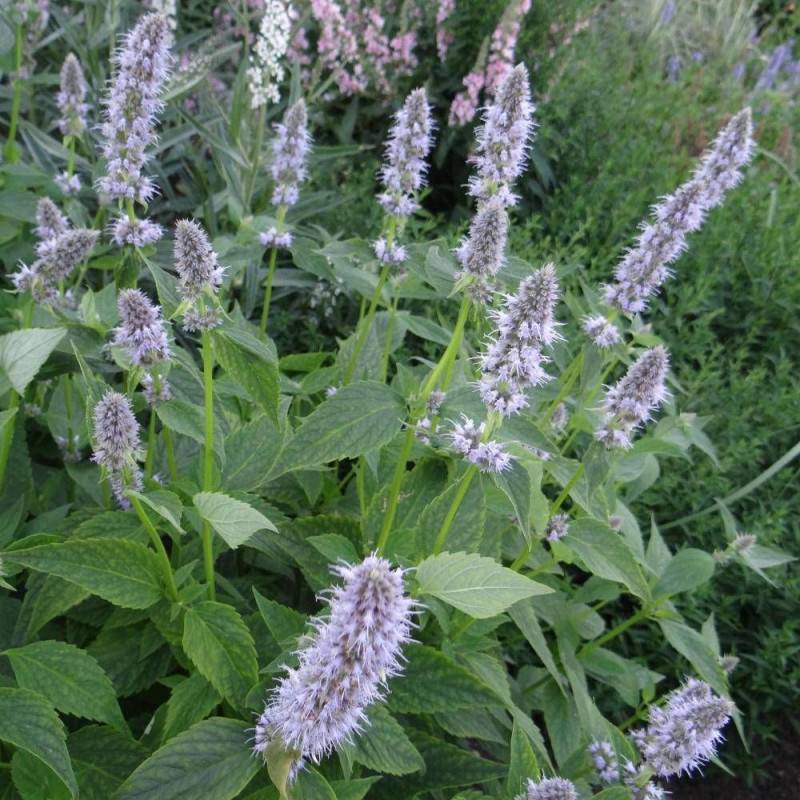 Agastache Blue Fortune à fleurs Bleue - feuillage Caduc - Godet - 5/20 cm-  hauteur à maturité De 0,15 m à 0,50 m - Image 1