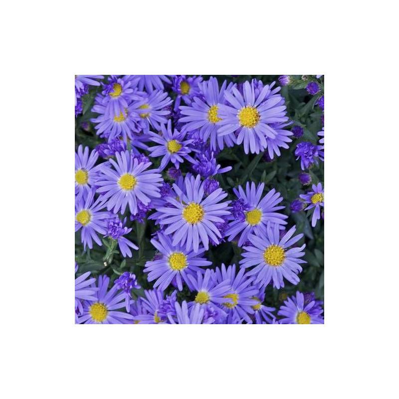 Aster d'automne Prof. Anton Kippenberg, Aster dumosus à fleurs Bleue/ - feuillage Caduc - Godet - 5/20 cm - Image 5