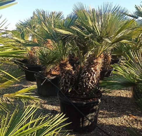 Sans Marque - Chamaerops humilis (palmier doum) Couleur floraison:jaune - Taille:Pot de 8 litres ? 60/80 cm - Image 9