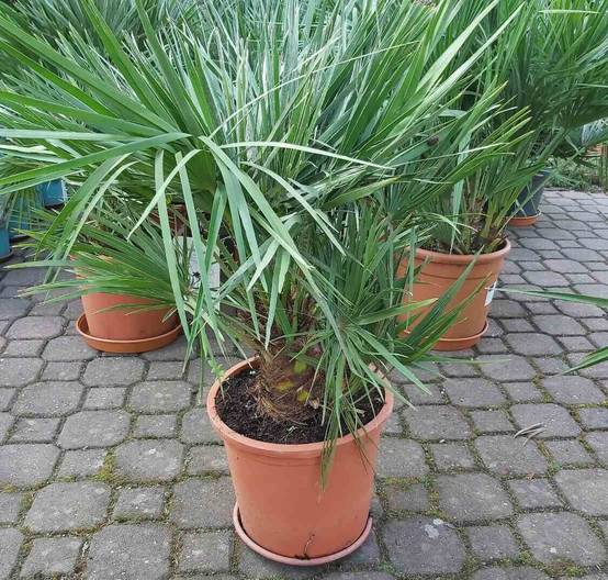 Sans Marque - Chamaerops humilis (palmier doum) Couleur floraison:jaune - Taille:Pot de 8 litres ? 60/80 cm - Image 4