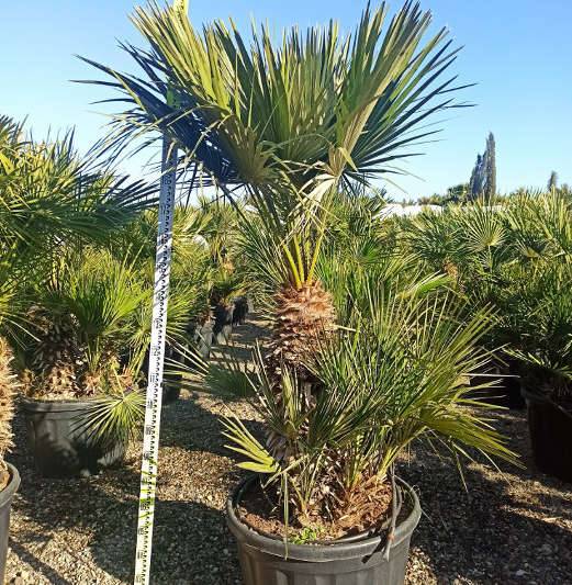Sans Marque - Chamaerops humilis (palmier doum) Couleur floraison:jaune - Taille:Pot de 8 litres ? 60/80 cm - Image 10
