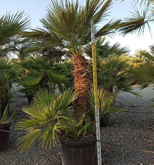 Sans Marque - Chamaerops humilis (palmier doum) Couleur floraison:jaune - Taille:Pot de 8 litres ? 60/80 cm - Image 8