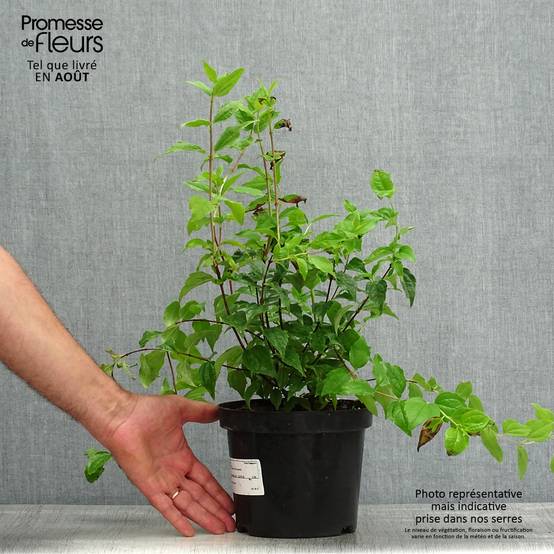 Promesse de Fleurs - Seringat - Philadelphus Snowbelle Pot de 2L/3L - Image 2