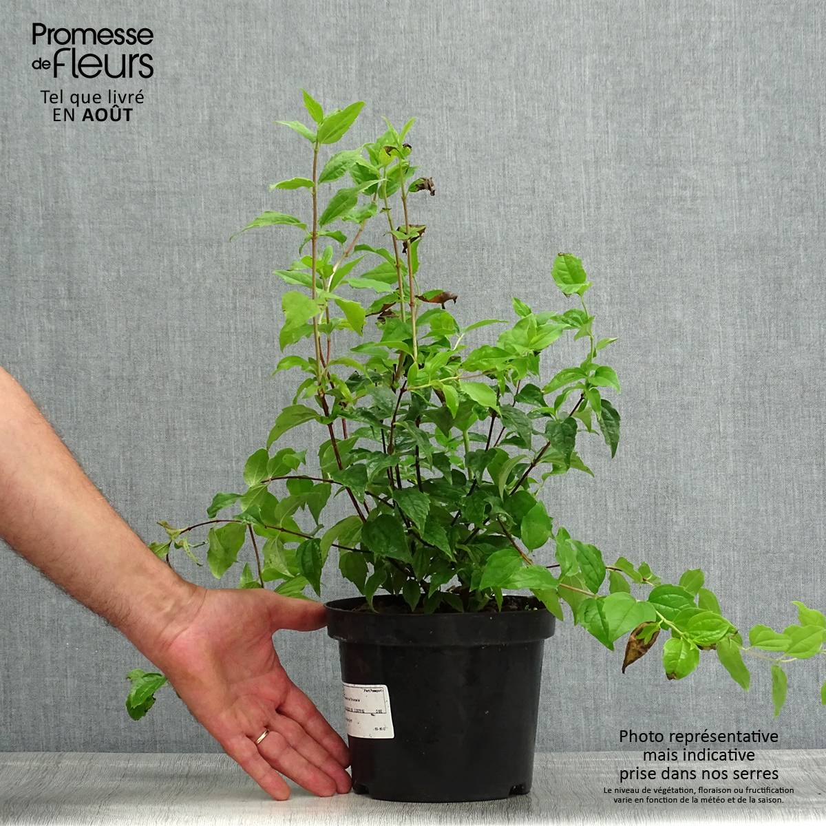 Promesse de Fleurs - Seringat - Philadelphus Snowbelle Pot de 2L/3L - Image 2