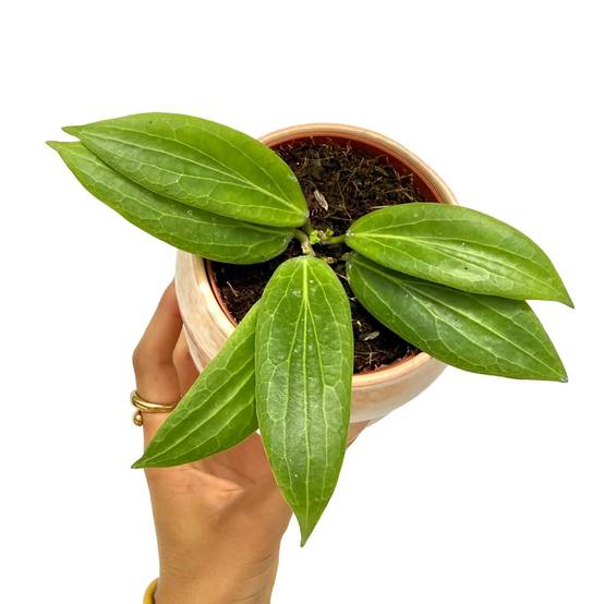 Hoya Soligamiana - Pot de 9cm - Plantes d'intérieur - Image 1