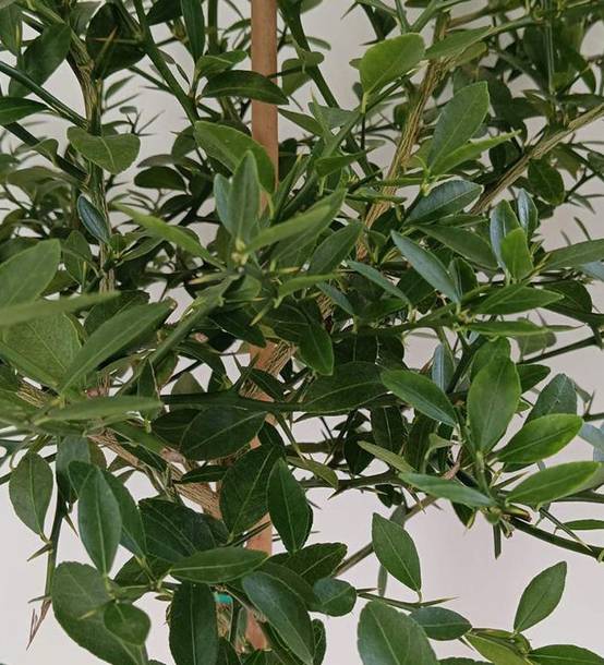 0 - Microcitrus australasica pulpe verte (Caviar de citron) Pot de 9 litres -140/160 cm - Image 3