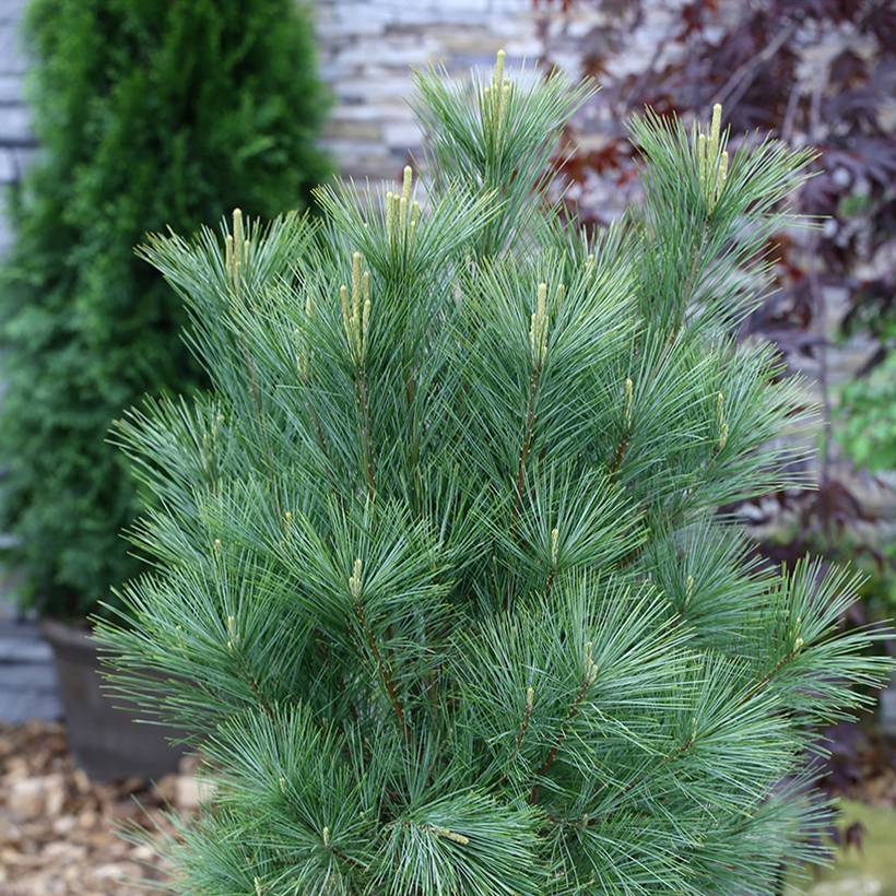 Pin de l'Himalaya - Pinus wallichiana Densa Hill Pot de 3L/4L - Image 1
