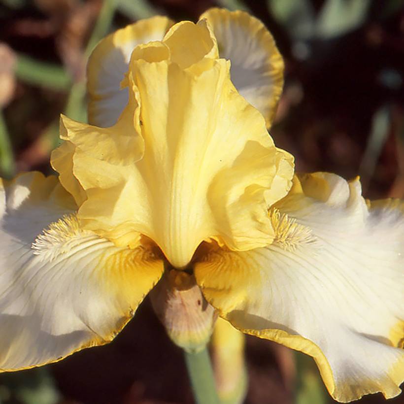Promesse de Fleurs - Iris germanica Antique Ivory - Iris des Jardins Godet de 8/9 cm, Calibre 4/6