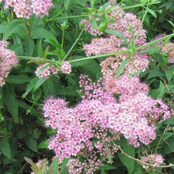 Spirée du Japon Manon, Spiraea à fleurs Rose - feuillage Caduc - Pot de 1,5L - 20/40 cm- hauteur à maturité De 0,50 m à 1,00 m - Image 2