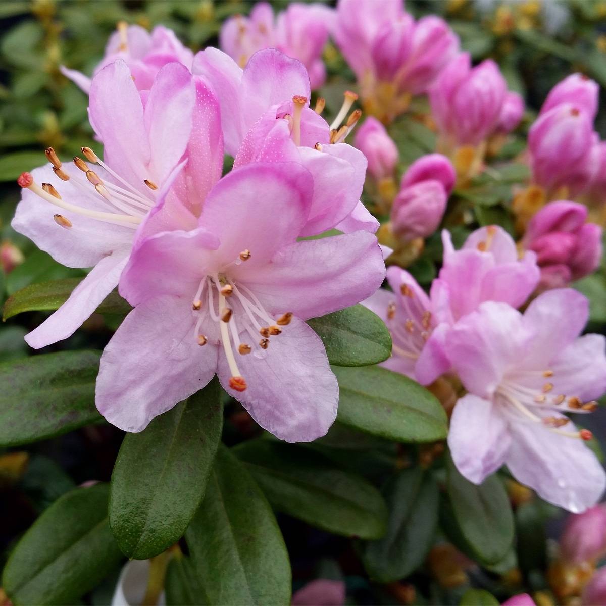 Rhododendron Snipe Pot de 2L/3L - Gamm vert