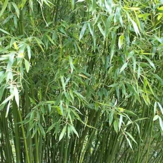 0 - Phyllostachys bissetii Pot de 15L - tige - 100/120cm - Image 3