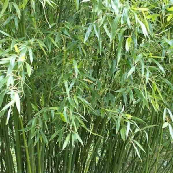 0 - Phyllostachys bissetii Pot de 15L - tige - 100/120cm - Image 3