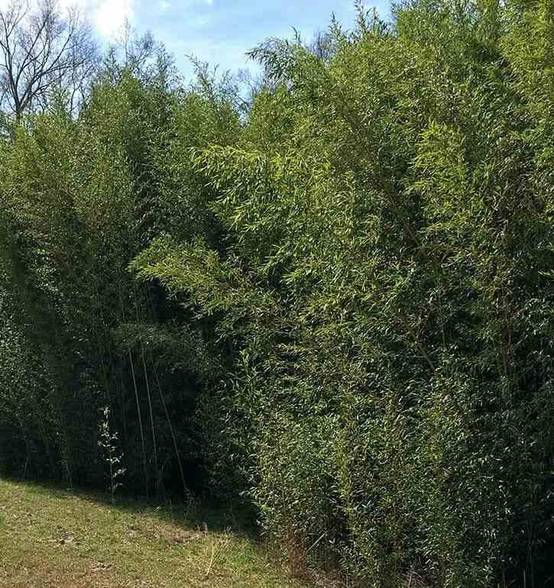 0 - Phyllostachys bissetii Pot de 15L - tige - 100/120cm - Image 2