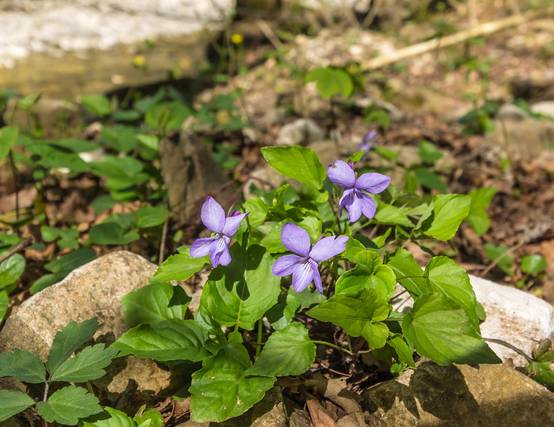 Promesse de Fleurs - Violette des bois - Viola reichenbachiana Godet de 8/9 cm - Image 2