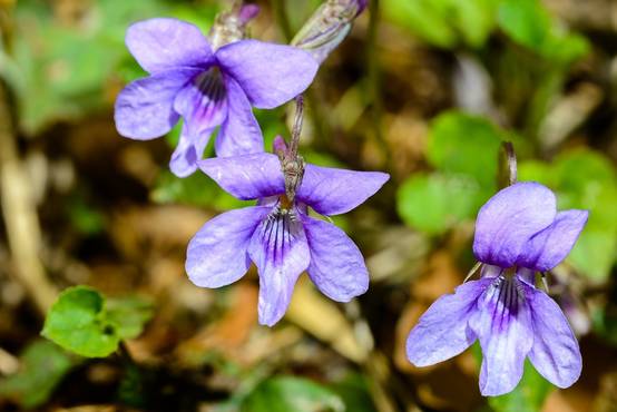Promesse de Fleurs - Violette des bois - Viola reichenbachiana Godet de 8/9 cm - Image 1