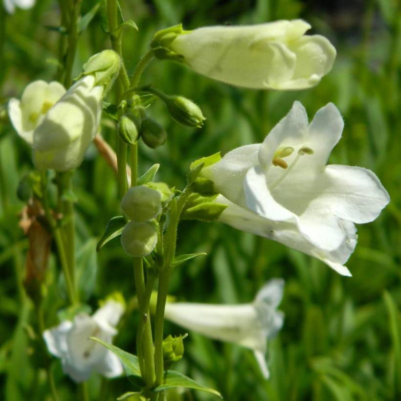 Promesse de Fleurs - Penstemon Pensham Wedding Day - Galane Godet de 8/9 cm