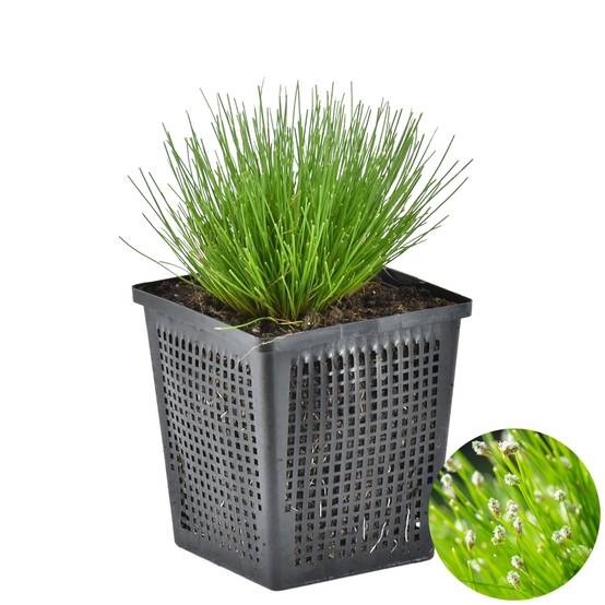 Scirpus Cernuus - Scirpe retombant - Plantes de bassin - Plantes aquatiques - H. 10-20 cm - P. 11 cm