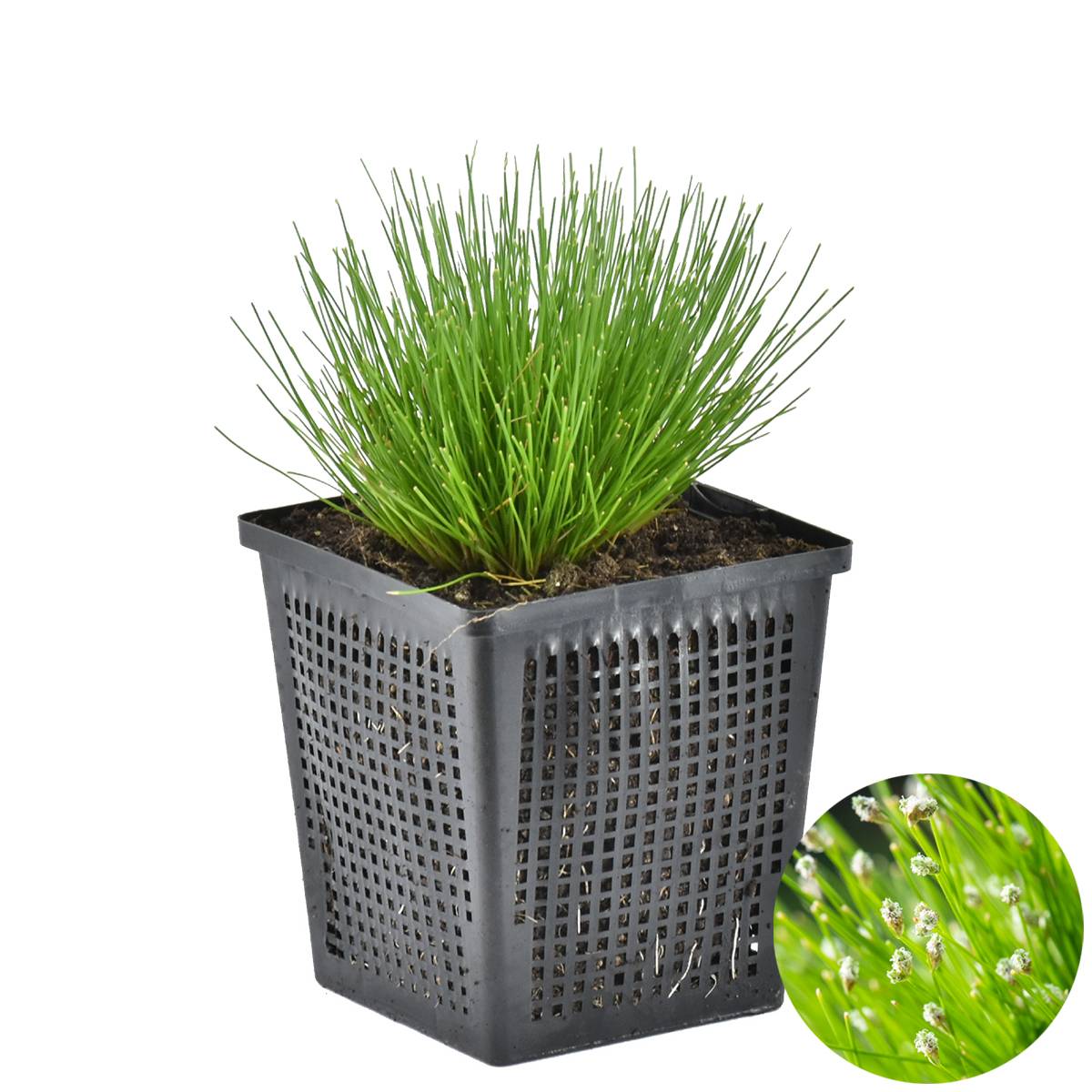Scirpus Cernuus - Scirpe retombant - Plantes de bassin - Plantes aquatiques - H. 10-20 cm - P. 11 cm