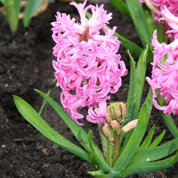 Promesse de Fleurs - Jacinthe Pink Pearl Bulbe calibre 17+ (par 5)