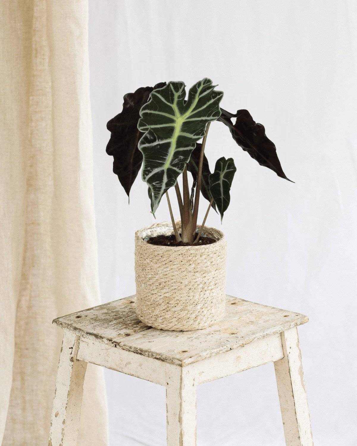 La Green Touch - Alocasia Polly 30cm - Plante d'intérieur- La Green Touch - Image 2