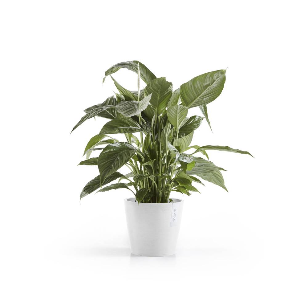 Ecopots - Pot Rond Amsterdam 20 Blanc Pur - Ø 20 x H. 17,5 cm - 4 L ECOPOTS - Image 1